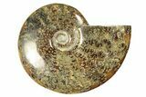 Polished Ammonite (Cleoniceras) Fossil - Madagascar #266308-1